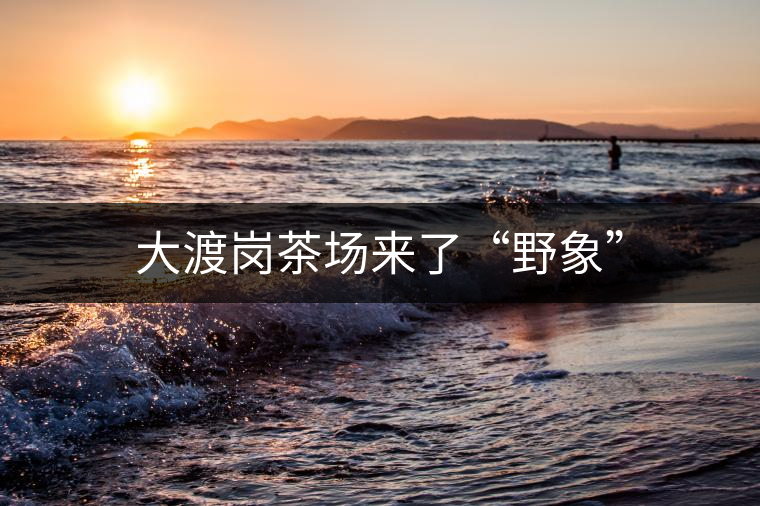 大渡崗茶場來了“野象” 大渡崗茶場來了“野象”