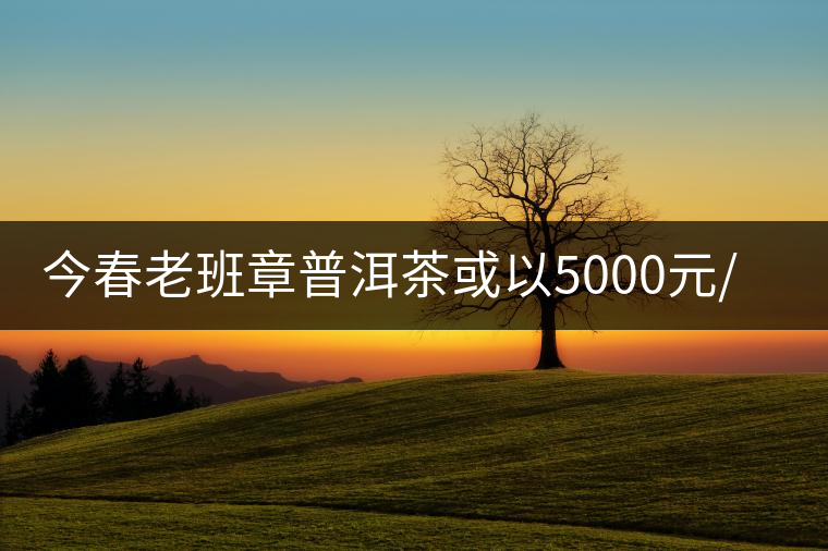 今春老班章普洱茶或以5000元/公斤開(kāi)市 今春老班章普洱茶或以5000元/公斤開(kāi)市