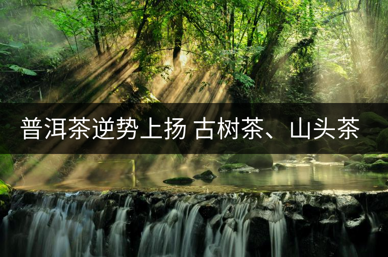 普洱茶逆勢(shì)上揚(yáng) 古樹茶、山頭茶遭“熱捧”