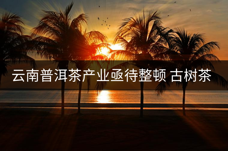 云南普洱茶產(chǎn)業(yè)亟待整頓 古樹(shù)茶葉現(xiàn)狀堪憂 云南普洱茶產(chǎn)業(yè)亟待整頓 古樹(shù)茶葉現(xiàn)狀堪憂