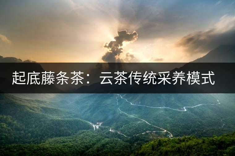 起底藤條茶:云茶傳統(tǒng)采養(yǎng)模式的復(fù)興 起底藤條茶:云茶傳統(tǒng)采養(yǎng)模式的復(fù)興