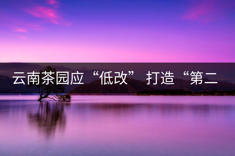 云南茶園應(yīng)“低改” 打造“第二個景邁山” 云南茶園應(yīng)“低改” 打造“第二個景邁山”
