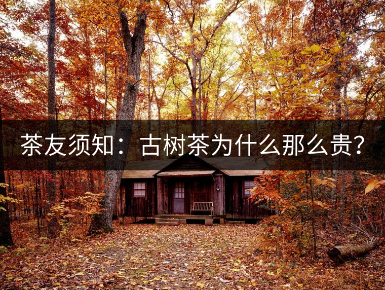 茶友須知：古樹茶為什么那么貴？