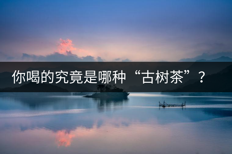 你喝的究竟是哪種“古樹(shù)茶”？（收茶必備知識(shí)）