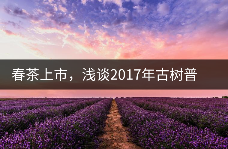 春茶上市，淺談2017年古樹普洱茶的市場增值潛力