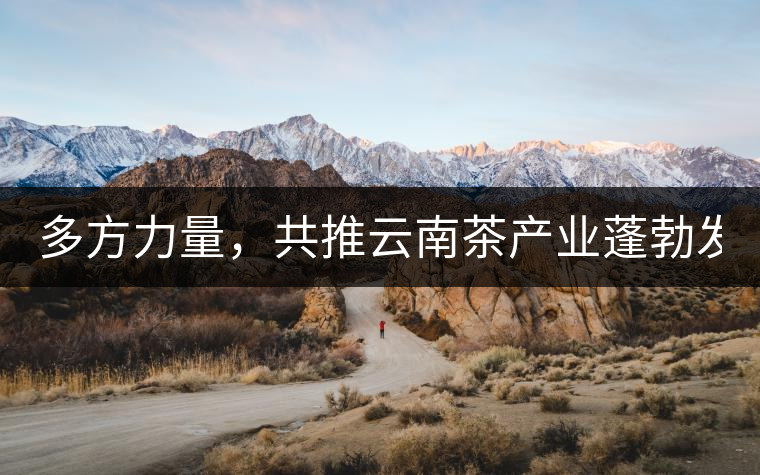 多方力量，共推云南茶產(chǎn)業(yè)蓬勃發(fā)展！