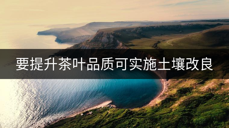 要提升茶葉品質可實施土壤改良 要提升茶葉品質可實施土壤改良