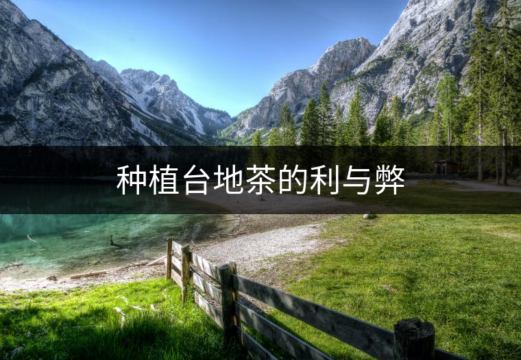 種植臺地茶的利與弊