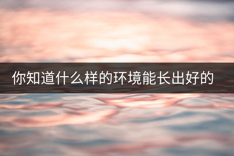 你知道什么樣的環(huán)境能長(zhǎng)出好的古樹(shù)普洱茶嗎？