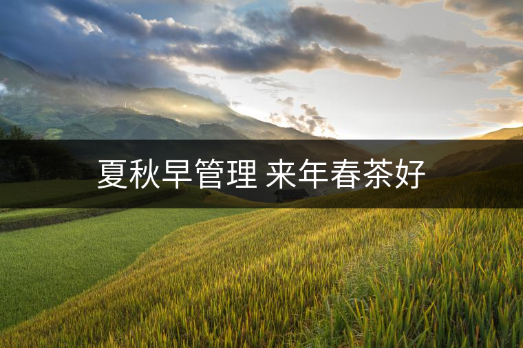 夏秋早管理 來(lái)年春茶好 夏秋早管理 來(lái)年春茶好