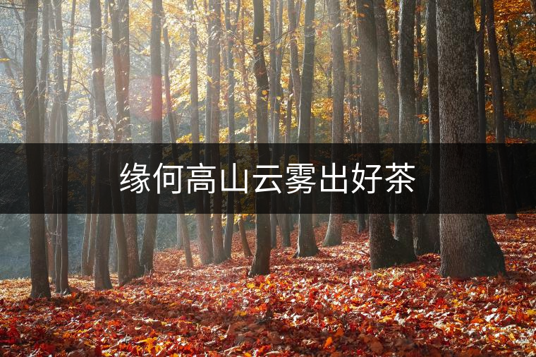 緣何高山云霧出好茶