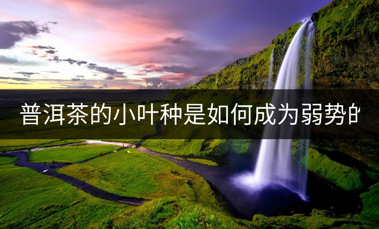 普洱茶的小葉種是如何成為弱勢的? 普洱茶的小葉種是如何成為弱勢的?
