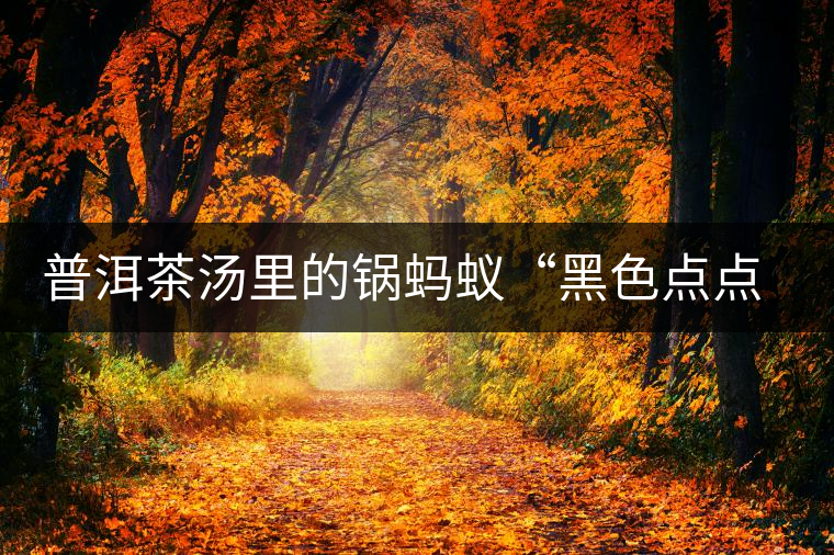 普洱茶湯里的鍋螞蟻“黑色點(diǎn)點(diǎn)”要如何處理和預(yù)防？