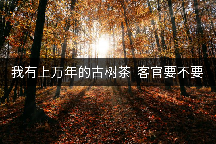 我有上萬(wàn)年的古樹(shù)茶  客官要不要嘗嘗？