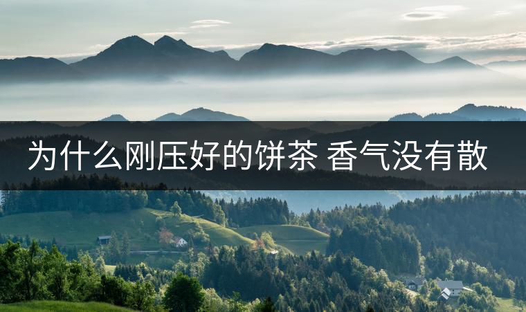 為什么剛壓好的餅茶 香氣沒(méi)有散茶好？