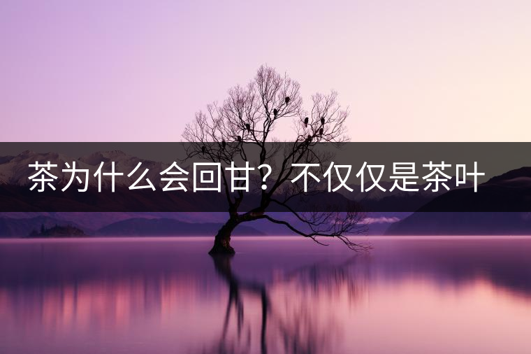 茶為什么會(huì)回甘？不僅僅是茶葉中含糖那么簡(jiǎn)單