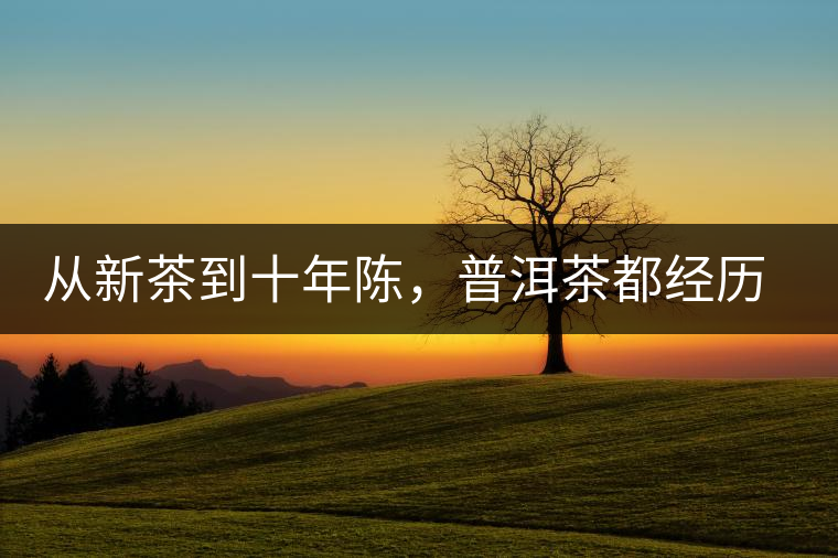從新茶到十年陳，普洱茶都經(jīng)歷了什么？