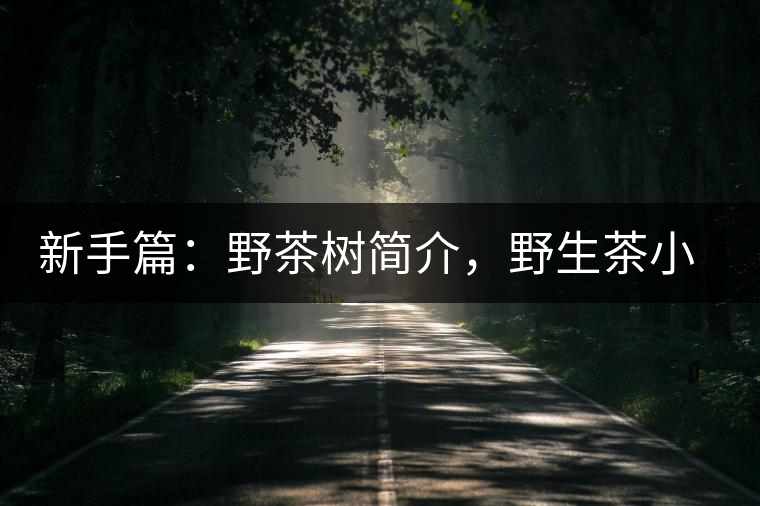 新手篇：野茶樹簡介，野生茶小知識