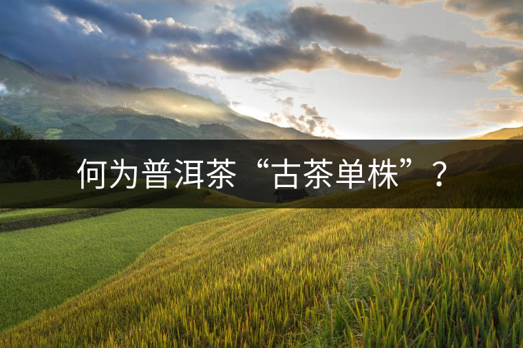 何為普洱茶“古茶單株”？