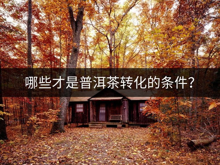 哪些才是普洱茶轉化的條件? 哪些才是普洱茶轉化的條件?