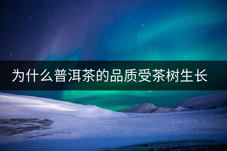 為什么普洱茶的品質受茶樹生長環(huán)境的影響？