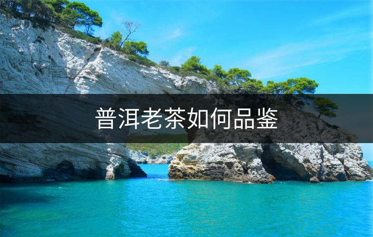 普洱老茶如何品鑒