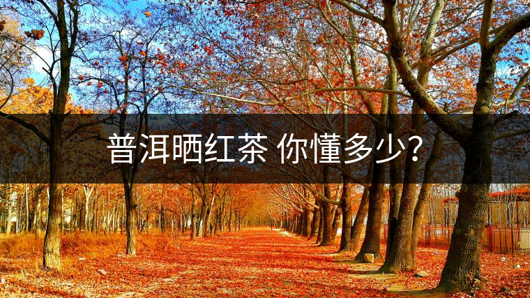 普洱曬紅茶 你懂多少？