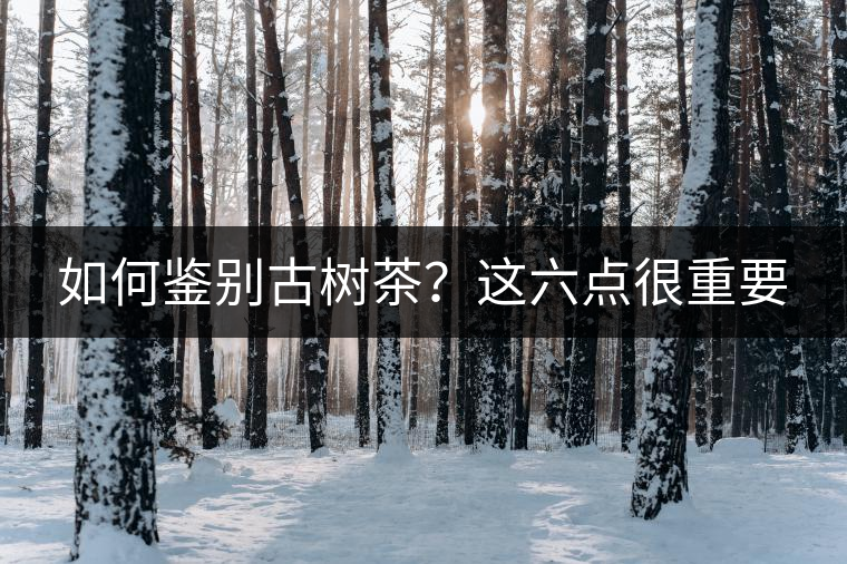 如何鑒別古樹茶？這六點(diǎn)很重要