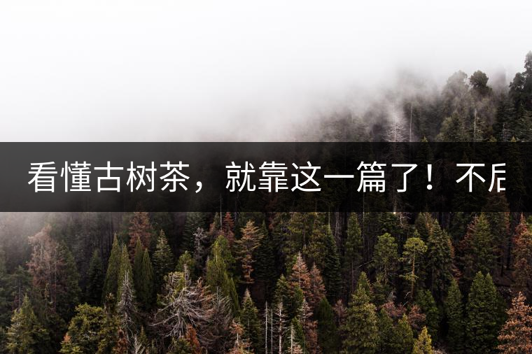 看懂古樹茶，就靠這一篇了！不后悔!