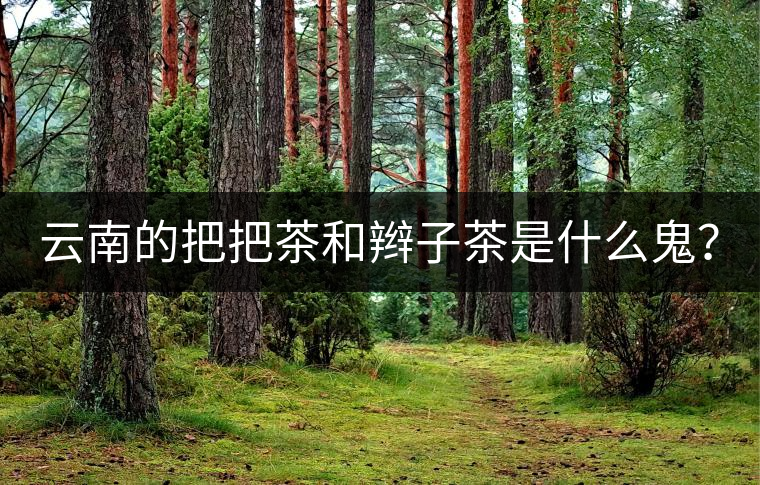 云南的把把茶和辮子茶是什么鬼？