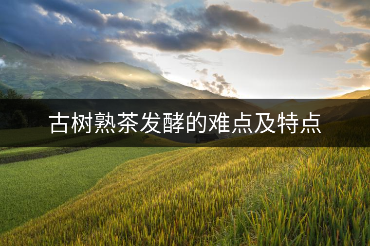 古樹(shù)熟茶發(fā)酵的難點(diǎn)及特點(diǎn)