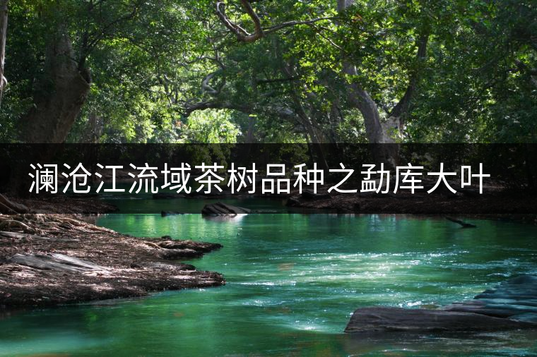 瀾滄江流域茶樹品種之勐庫(kù)大葉種茶