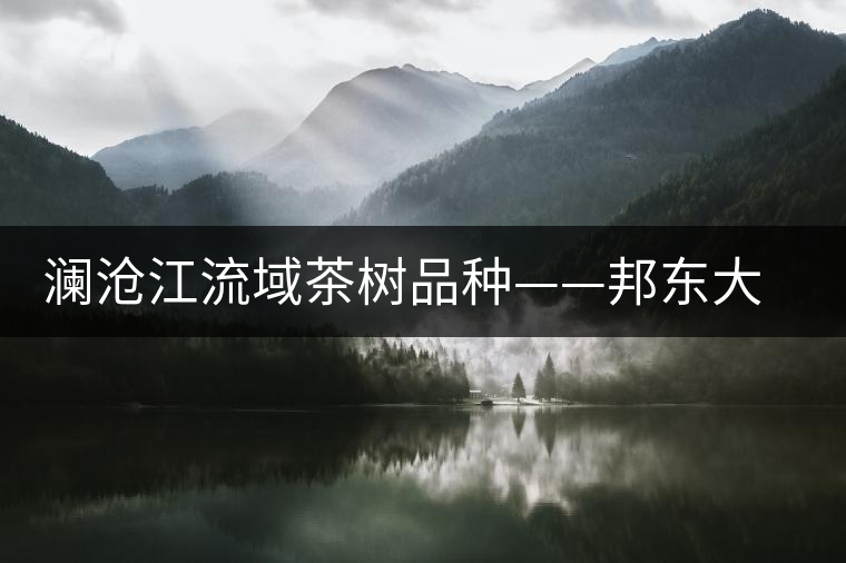 瀾滄江流域茶樹(shù)品種——邦東大葉茶