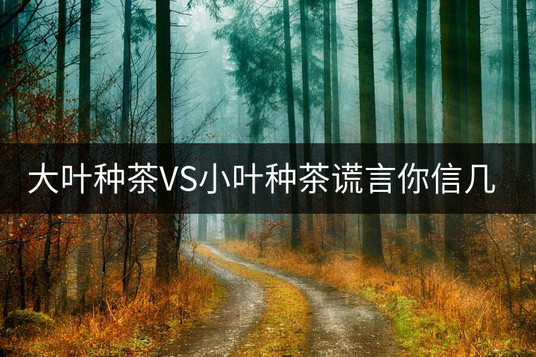 大葉種茶VS小葉種茶謊言你信幾個？
