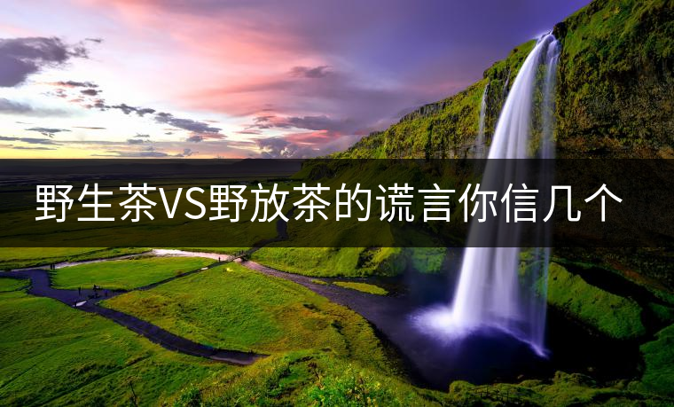 野生茶VS野放茶的謊言你信幾個？