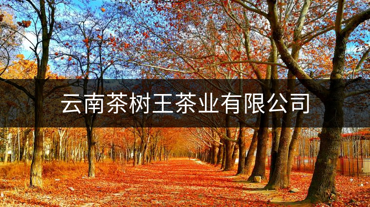 云南茶樹(shù)王茶業(yè)有限公司