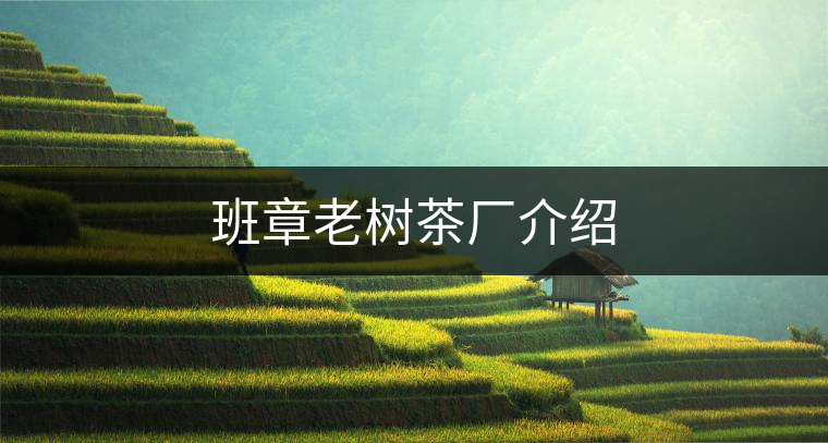 班章老樹茶廠介紹 班章老樹茶廠介紹