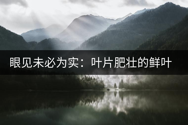 眼見未必為實：葉片肥壯的鮮葉品質一定格外優(yōu)異？