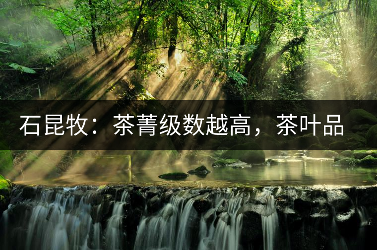 石昆牧：茶菁級(jí)數(shù)越高，茶葉品質(zhì)就越好？
