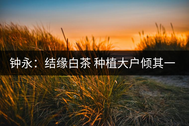 鐘永：結緣白茶 種植大戶傾其一生為茶而生