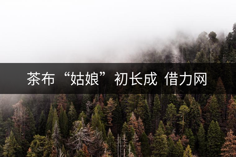 茶布“姑娘”初長成 借力網(wǎng)絡(luò)不愁嫁 茶布“姑娘”初長成 借力網(wǎng)絡(luò)不愁嫁