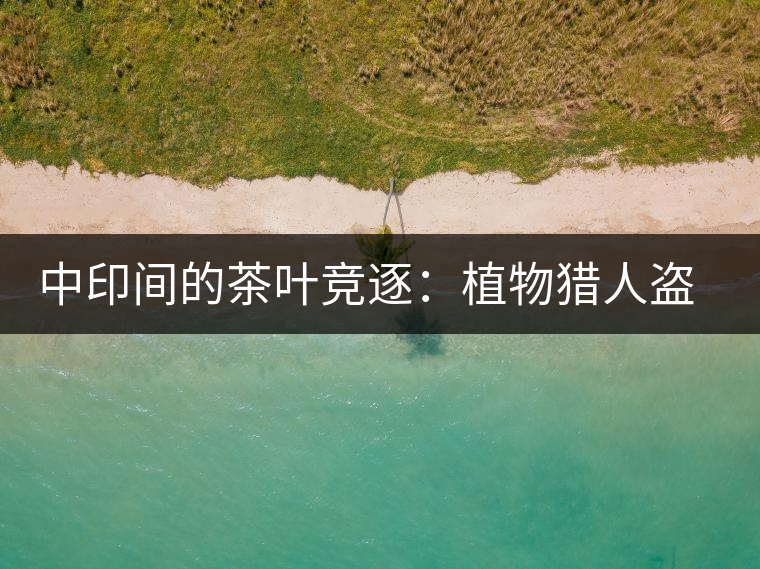 中印間的茶葉競逐：植物獵人盜走中國茶種，改變世界茶葉貿(mào)易版圖