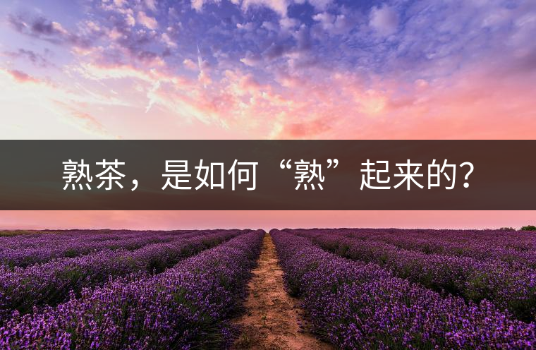 熟茶，是如何“熟”起來的？