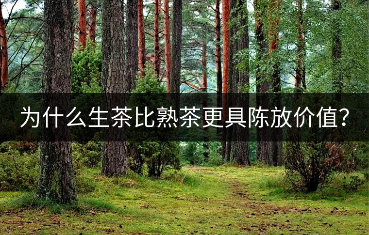 為什么生茶比熟茶更具陳放價值？