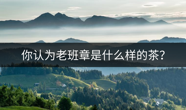 你認(rèn)為老班章是什么樣的茶？