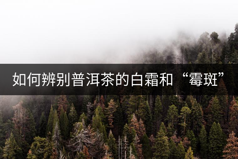 如何辨別普洱茶的白霜和“霉斑”？