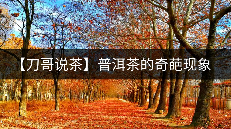 【刀哥說茶】普洱茶的奇葩現(xiàn)象之——新茶比老茶貴！