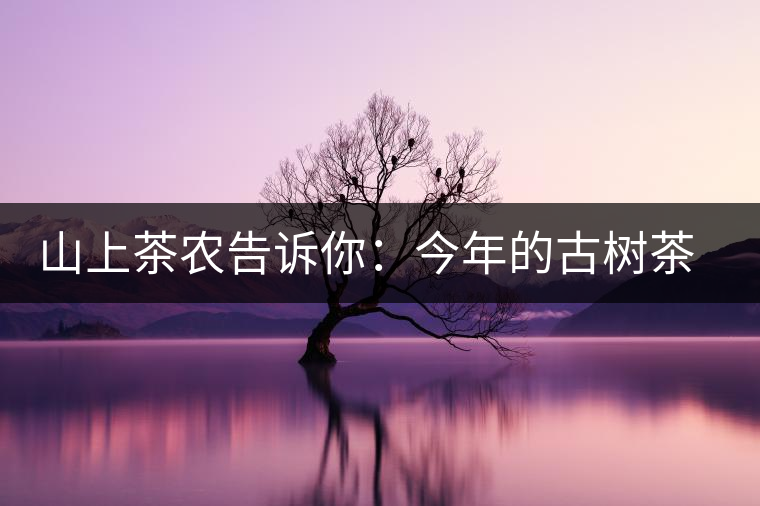 山上茶農(nóng)告訴你：今年的古樹(shù)茶為什么那么貴？