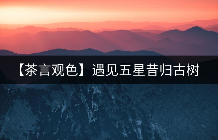 【茶言觀(guān)色】遇見(jiàn)五星昔歸古樹(shù)之美 【茶言觀(guān)色】遇見(jiàn)五星昔歸古樹(shù)之美