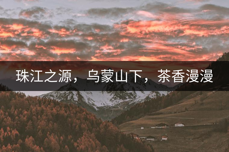珠江之源，烏蒙山下，茶香漫漫
